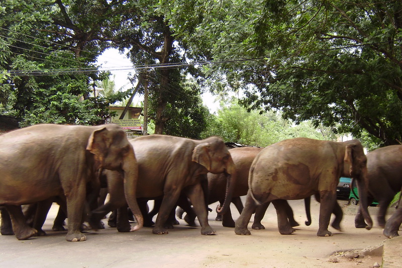 Sri Lanka, Pinnawela Elephant Orphanage